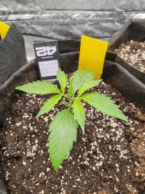 Mix pack 5 auto fast buds 420. Week 2