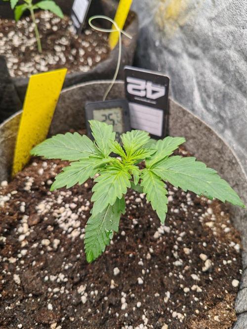 Mix pack 5 auto fast buds 420. Week 2