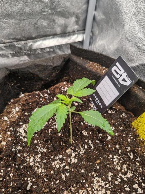 Mix pack 5 auto fast buds 420. Week 2