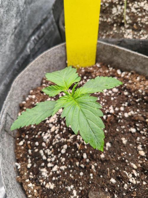 Mix pack 5 auto fast buds 420. Week 2