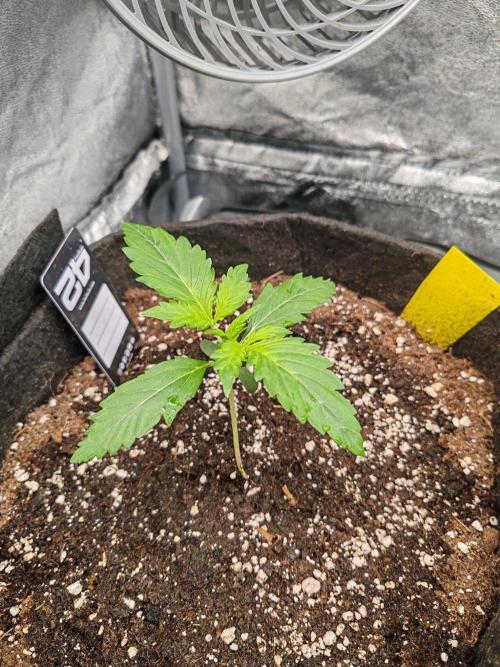 Mix pack 5 auto fast buds 420. Week 2