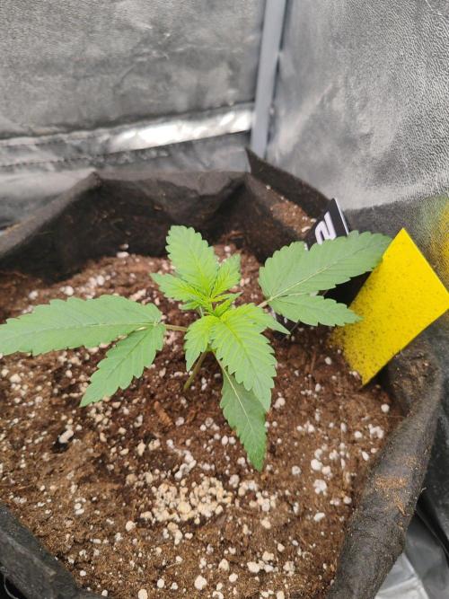 Mix pack 5 auto fast buds 420. Week 2