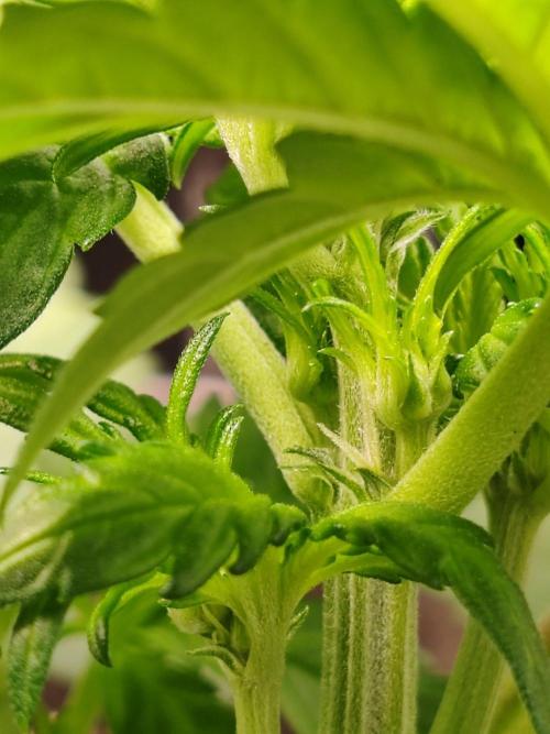 Mix Pack Auto. Week 3