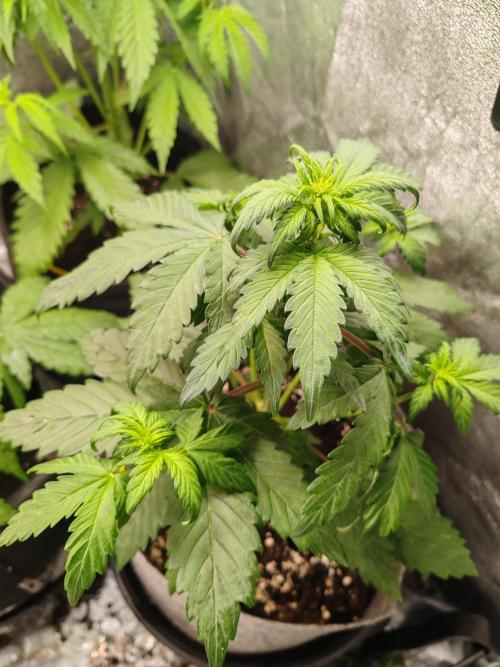 Mix pack 5 auto fast buds 420. Week 4