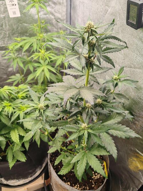 Mix pack 5 auto fast buds 420. Week 5