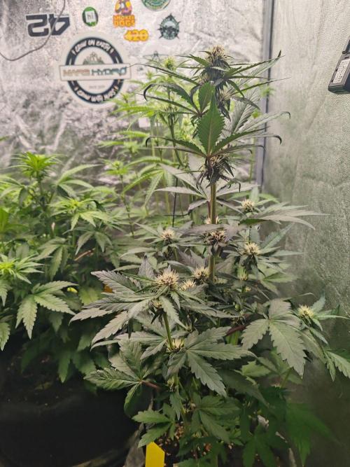 Mix pack 5 auto fast buds 420. Week 5