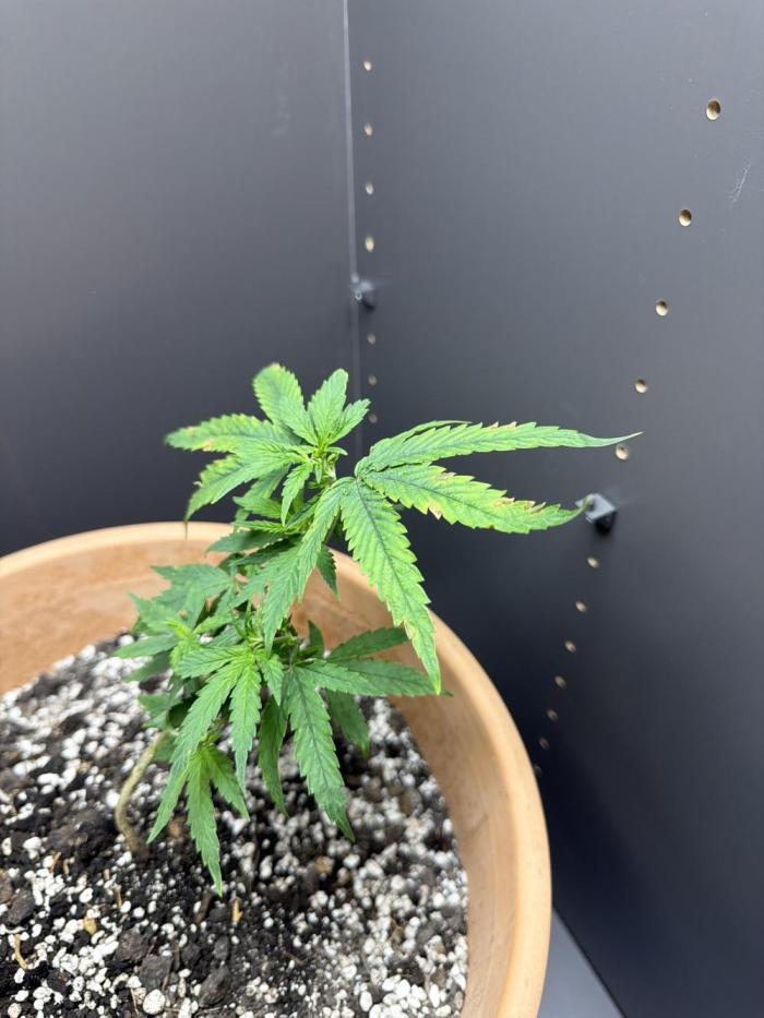 First grow(indoor). Week 16
