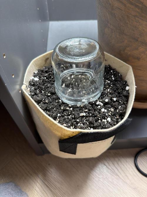 Cookies grow. Week 0 - Put a humidity dome to be safe