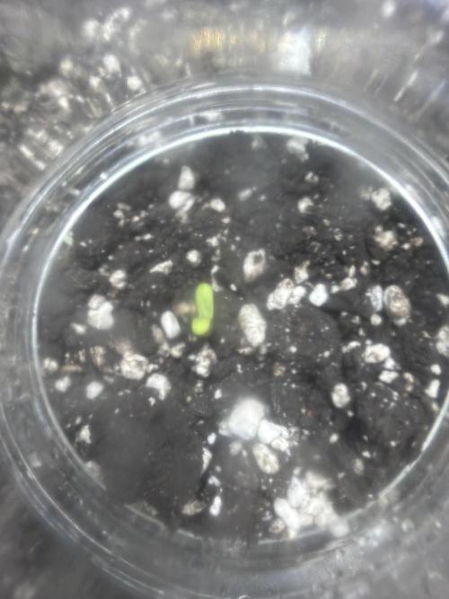 Cookies grow. Week 0 - Germinated on the 16th