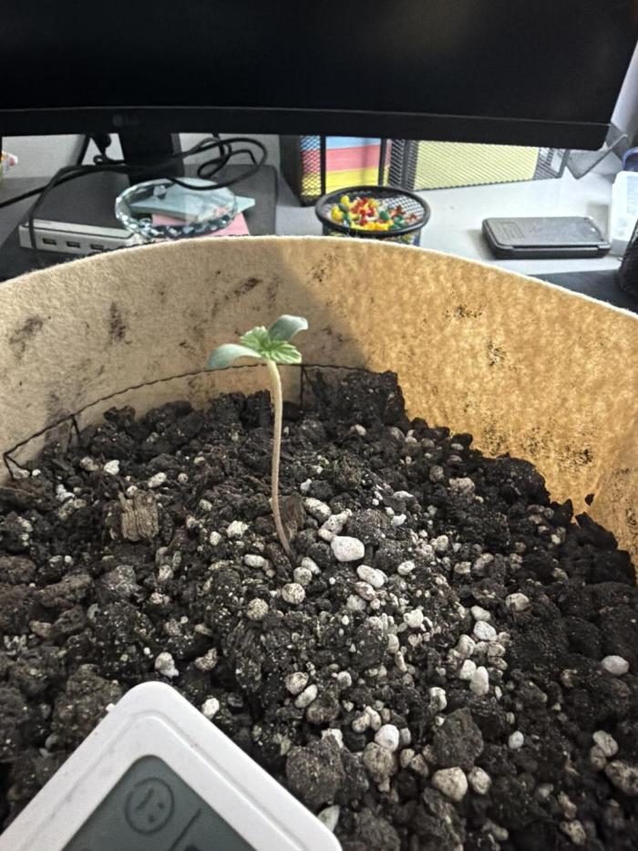 Cookies grow. Week 1 - True leaves appeared, watered 15ml ro filter
Going to add a bit more dirt now