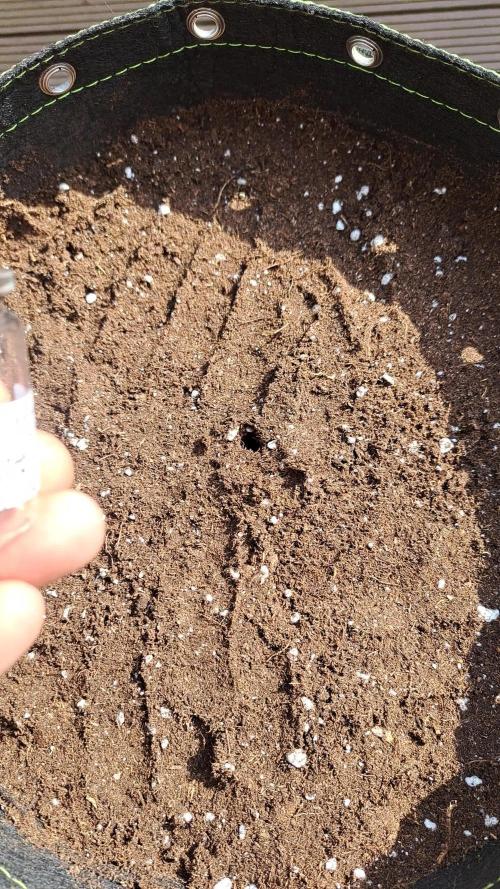 Seedsupplier Zkittles