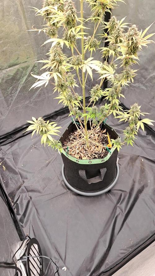 Seedsupplier Zkittles