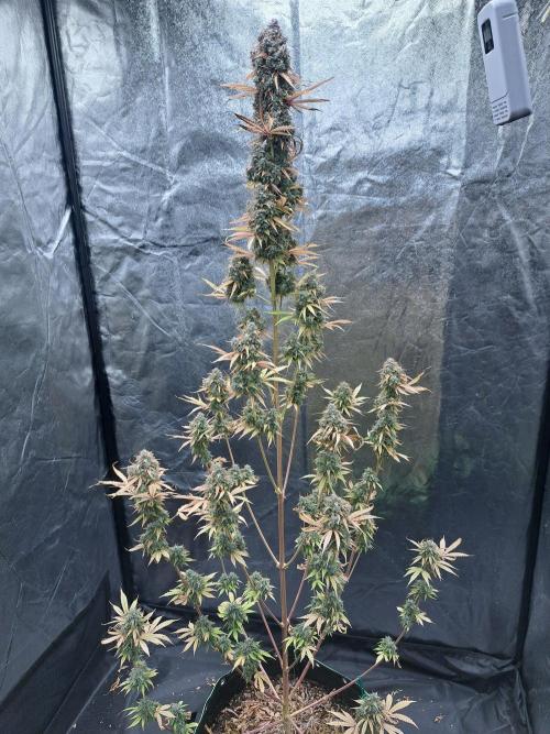 Seedsupplier Zkittles. Week 13