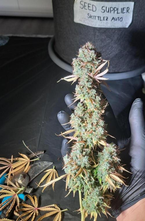 Seedsupplier Zkittles. Week 13