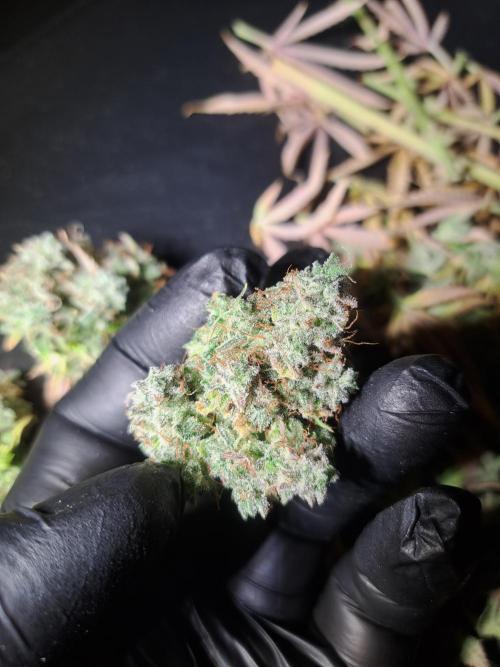 Seedsupplier Zkittles. Week 13