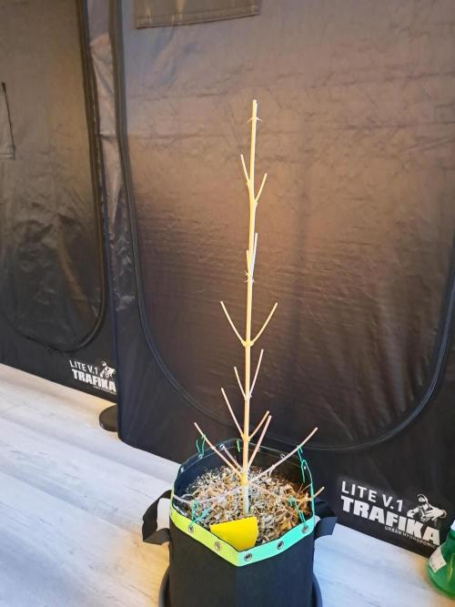 Seedsupplier Zkittles. Week 13