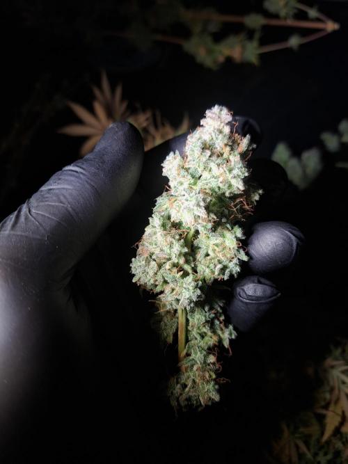 Seedsupplier Zkittles. Week 13