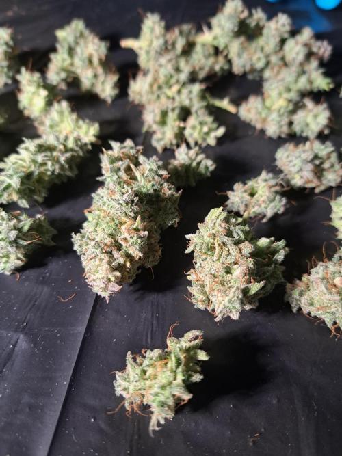 Seedsupplier Zkittles. Week 13