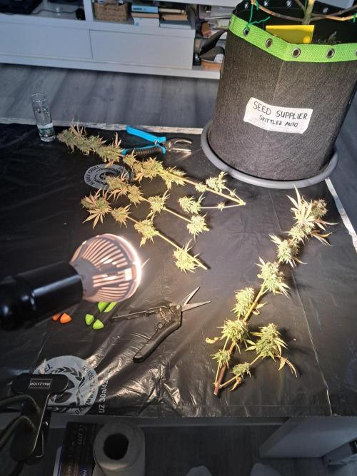 Seedsupplier Zkittles. Week 13