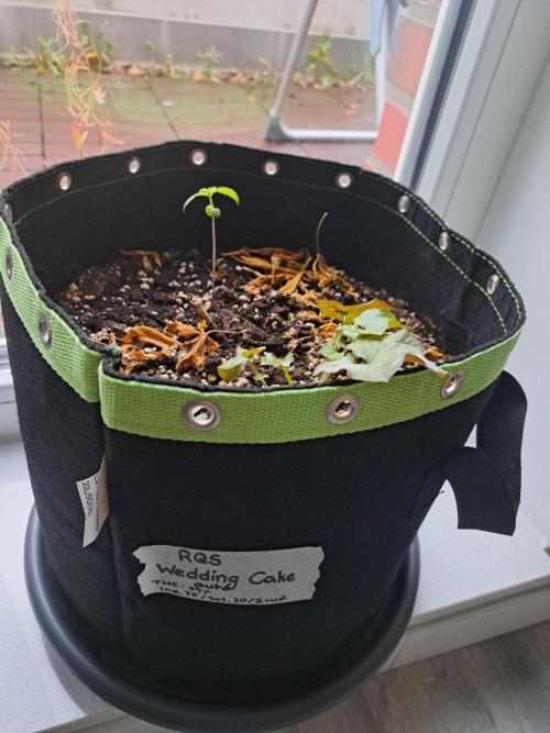 Wedding cake/nebenbei. Week 3