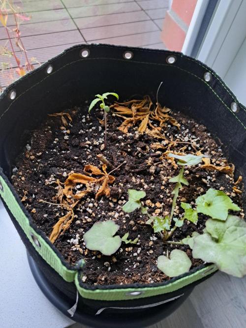 Wedding cake/nebenbei. Week 3