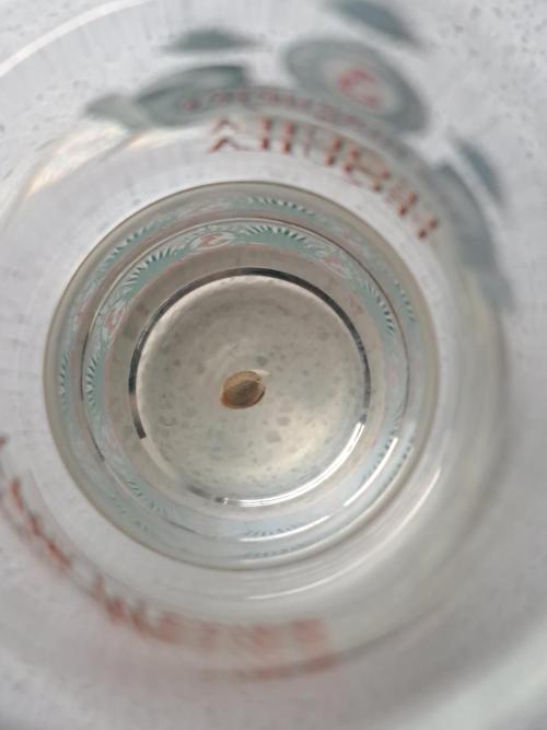 Painkiller XL 1:1. Week 0