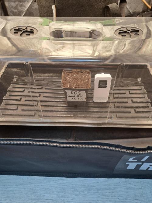 Painkiller XL 1:1. Week 0