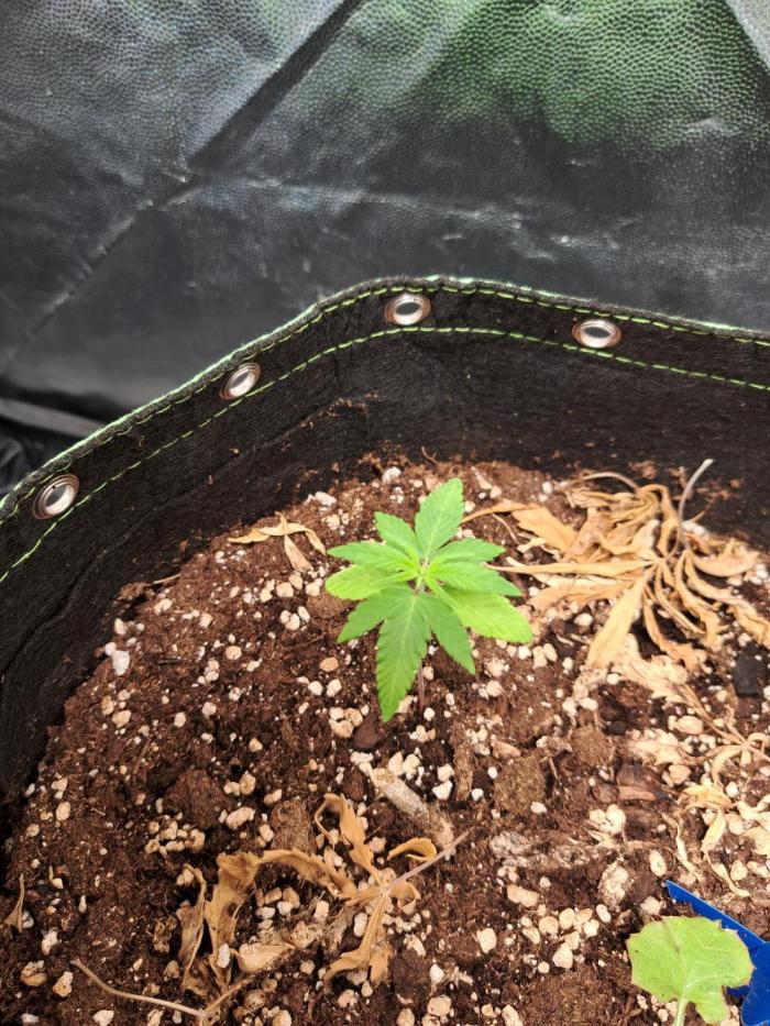 Wedding cake/nebenbei. Week 4