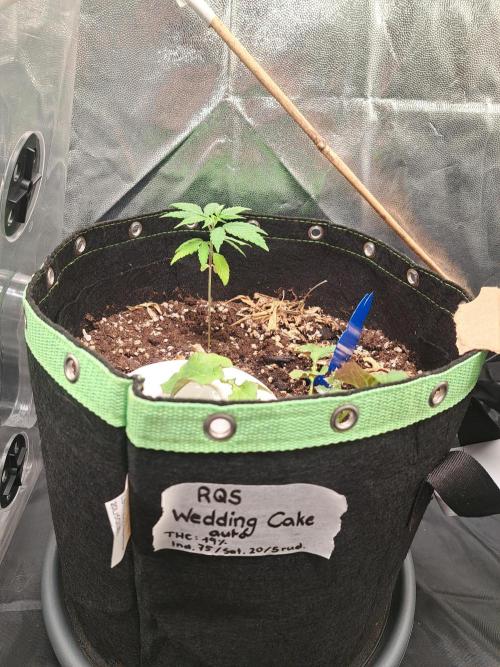 Wedding cake/nebenbei. Week 5