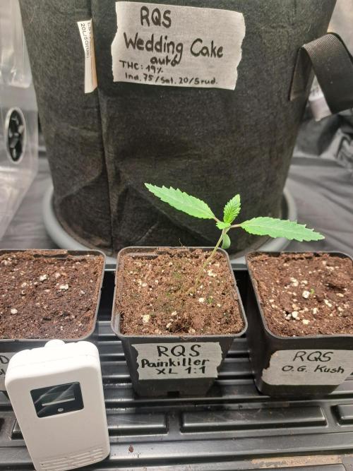 Painkiller XL 1:1. Week 2