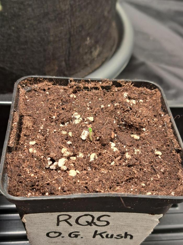 Og Kush. Week 0