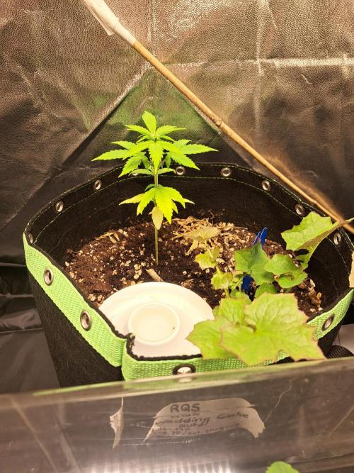 Wedding cake/nebenbei. Week 6