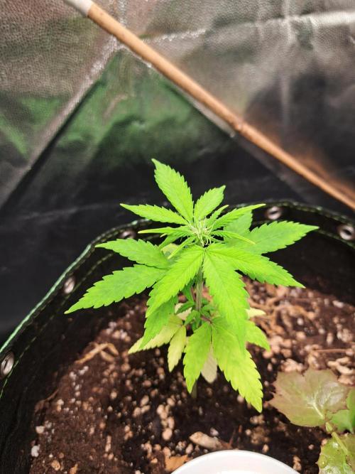 Wedding cake/nebenbei. Week 6