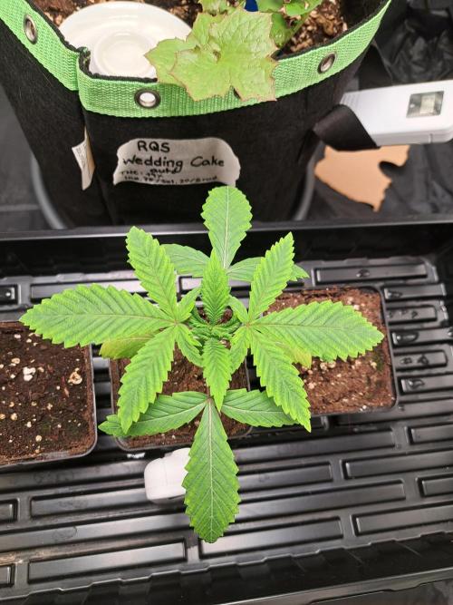 Painkiller XL 1:1. Week 3