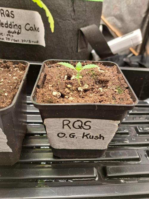 Og Kush. Week 1