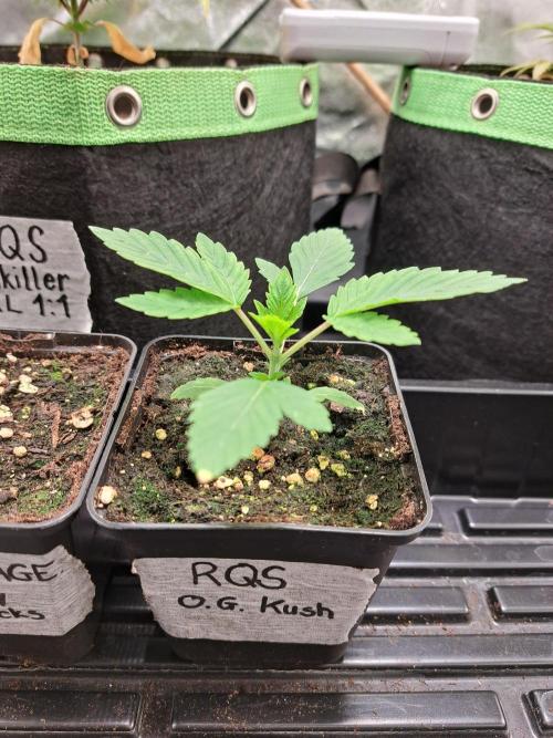 Og Kush. Week 2