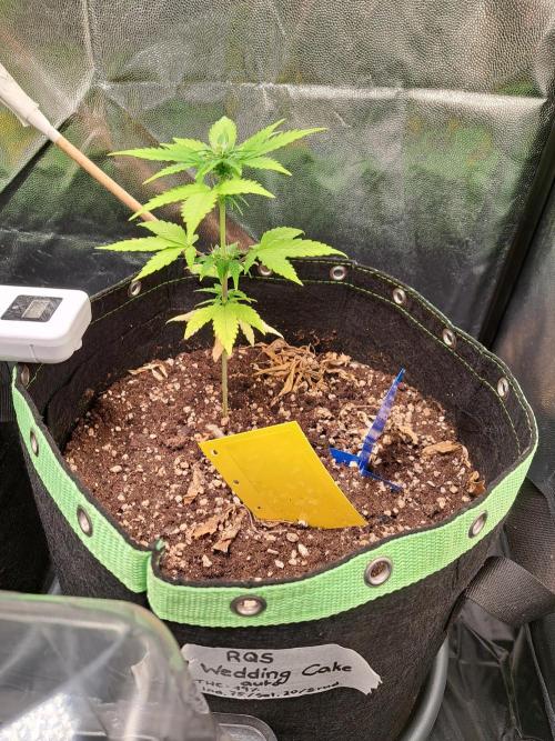 Wedding cake/nebenbei. Week 7