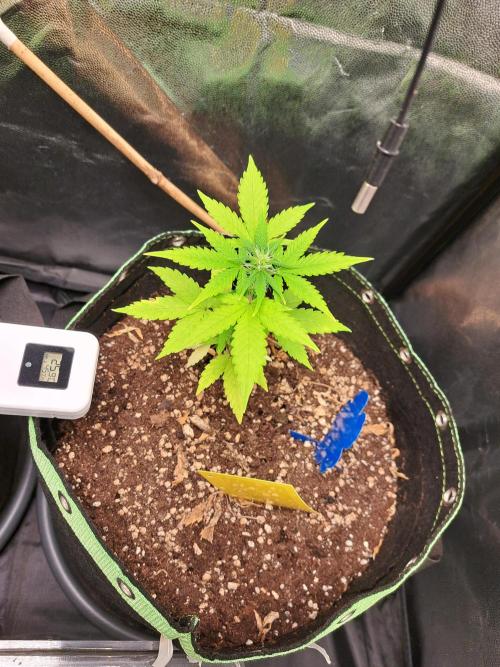 Wedding cake/nebenbei. Week 7
