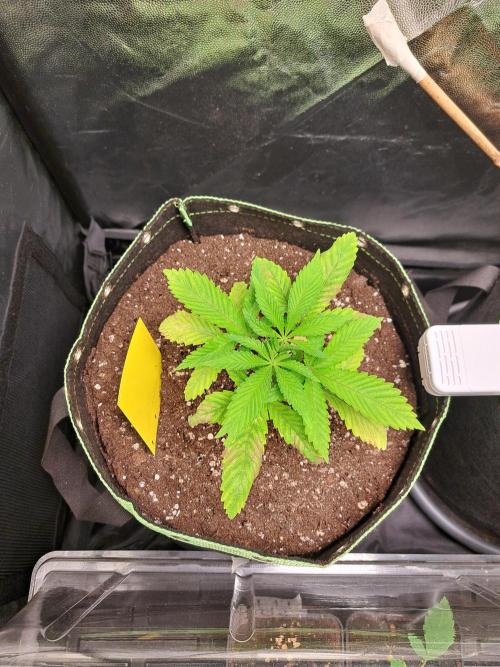 Painkiller XL 1:1. Week 4