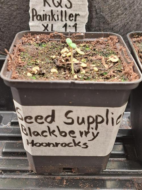 Blackberry Moonrocks. Week 0