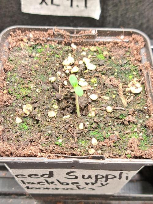 Blackberry Moonrocks. Week 0