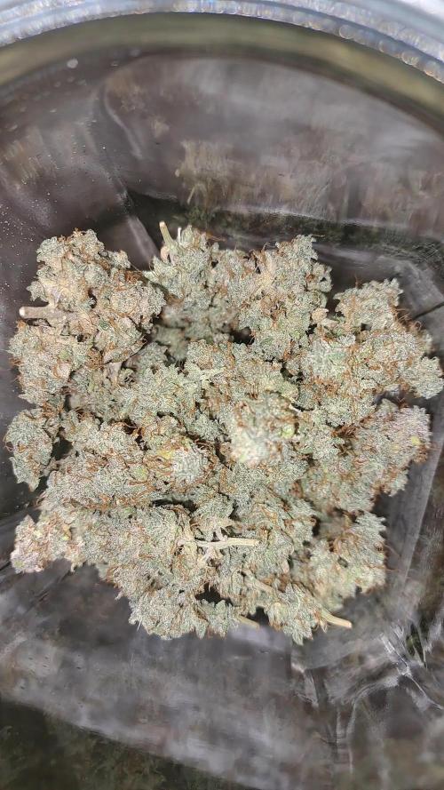 Seedsupplier Zkittles