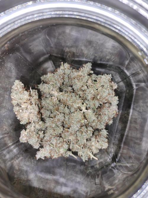 Seedsupplier Zkittles. Week 13