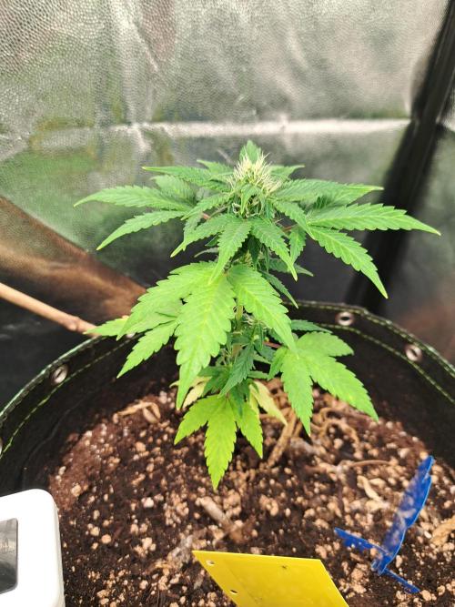 Wedding cake/nebenbei. Week 8