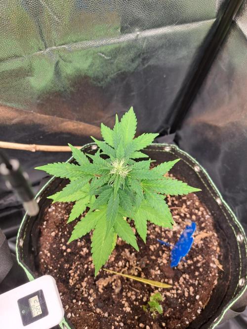 Wedding cake/nebenbei. Week 8