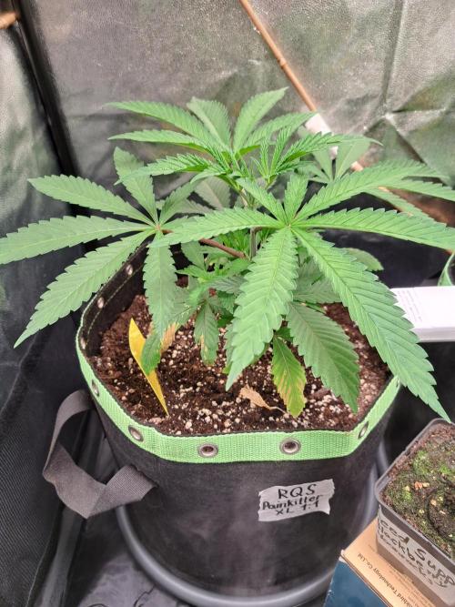 Painkiller XL 1:1. Week 5