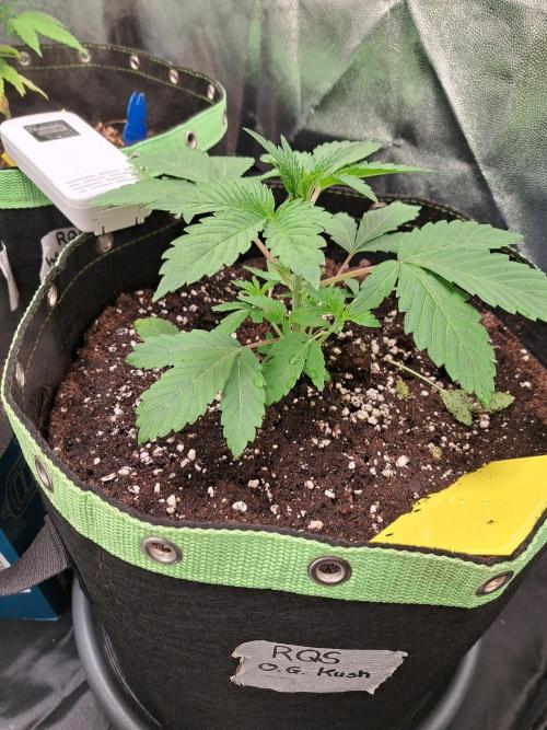 Og Kush. Week 3