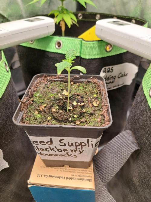 Blackberry Moonrocks. Week 1