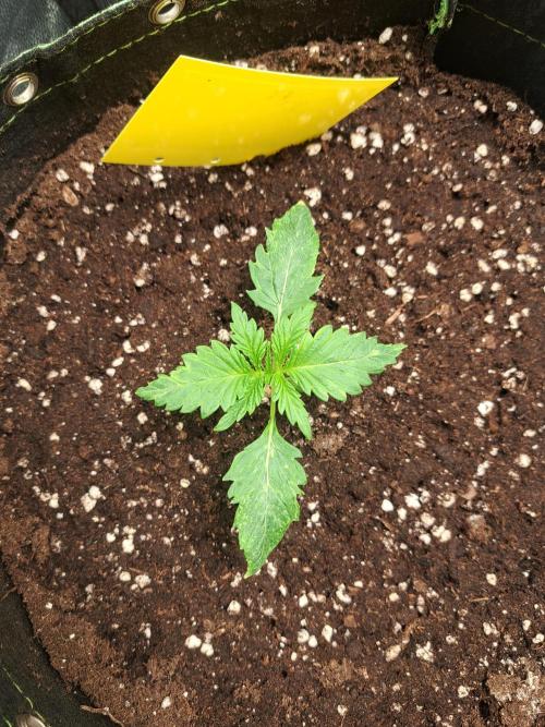 Blackberry Moonrocks. Week 2