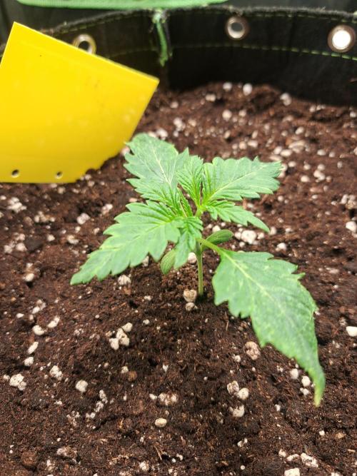 Blackberry Moonrocks. Week 2